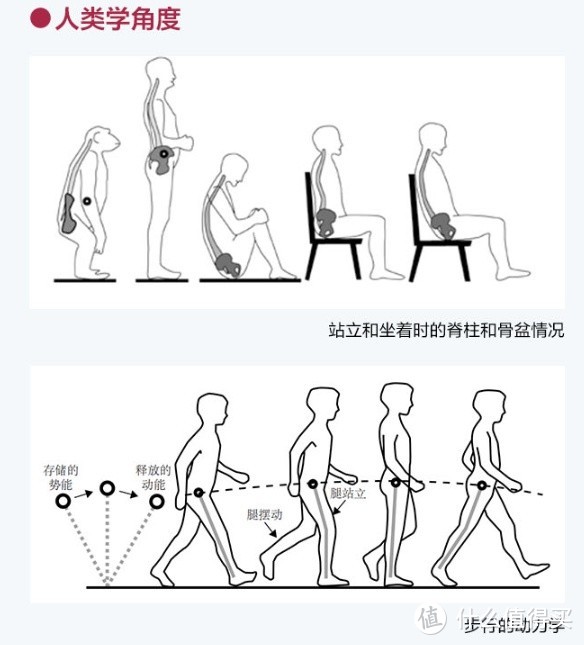 《锻炼》——从进化角度解读身体的秘密