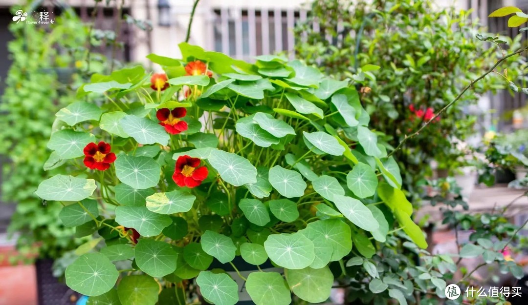 这5种花喜欢住大盆，花盆越小越不开花