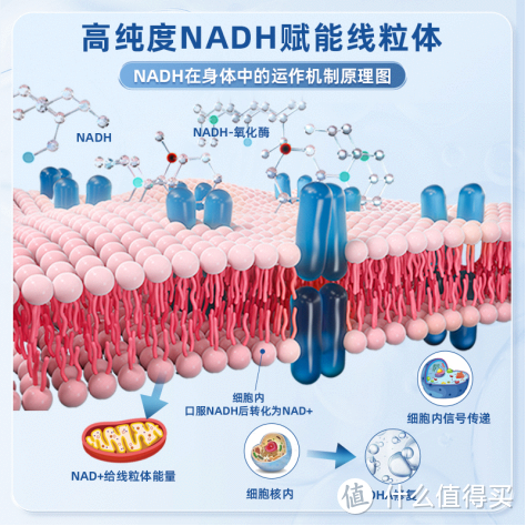 与NMN相比，NADH拥有近20项人体安全试验，更加安全可靠