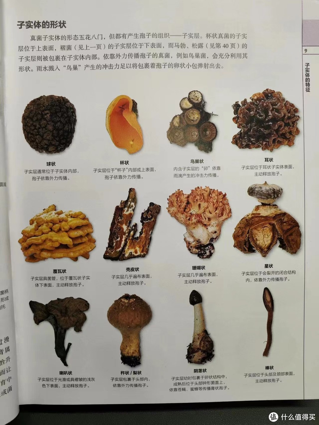 把我砸哭的植物系书单④：自然科普，以及植物系幻想生物设定必看！下半部分大合集，植物系列收工~