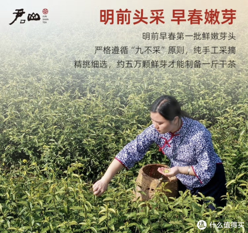 君山银针：中国传统名茶的魅力与选购指南