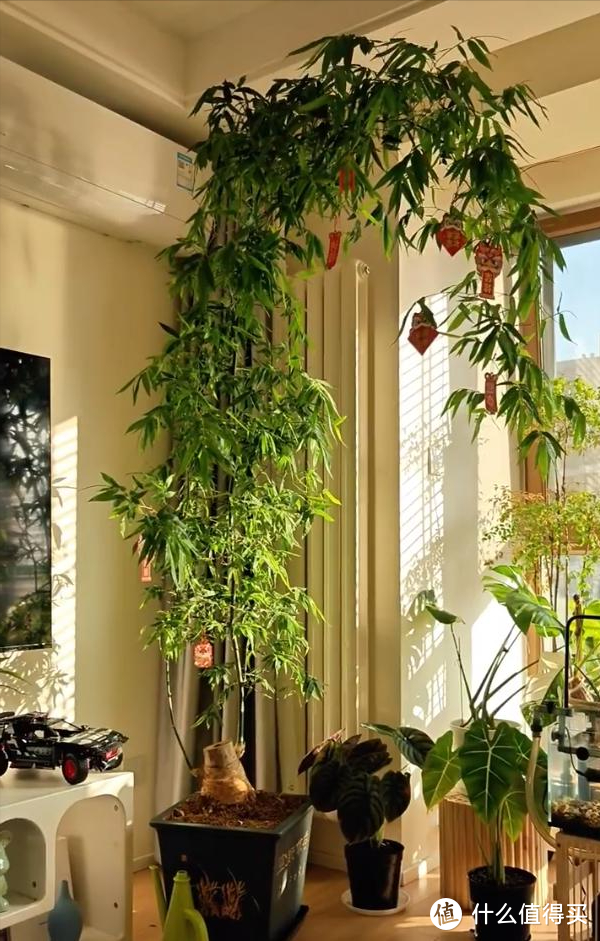 重庆一39岁太太，因“竹林客厅”而走红，郁郁葱葱，那叫一个壮观