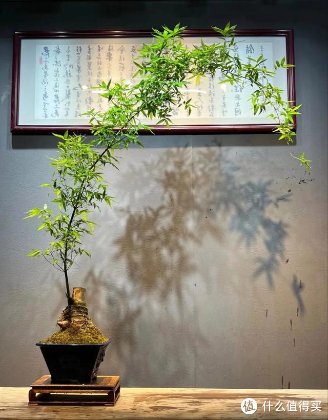 重庆一39岁太太，因“竹林客厅”而走红，郁郁葱葱，那叫一个壮观