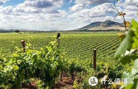 澳洲最大有机酒庄Salena破产；澳洲官员：葡萄酒关税争端可能在几周内解决；法国Banyuls和Collioure...