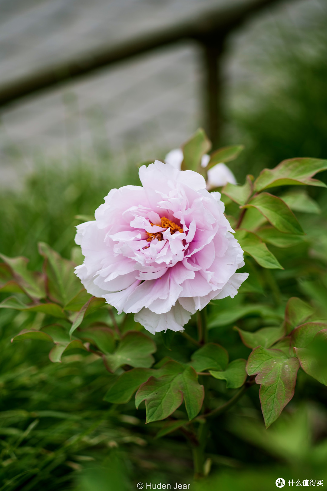 奥林巴斯OM 200mm F4，小巧与高素质的胶片时代长焦