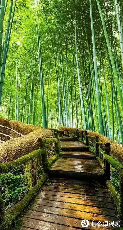 走进竹林，感受大自然的呼吸！