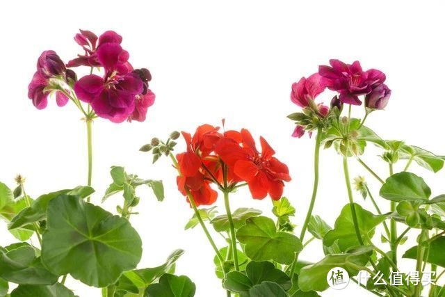 春天养天竺葵，教你3个“催花术”，花开爆盆很容易