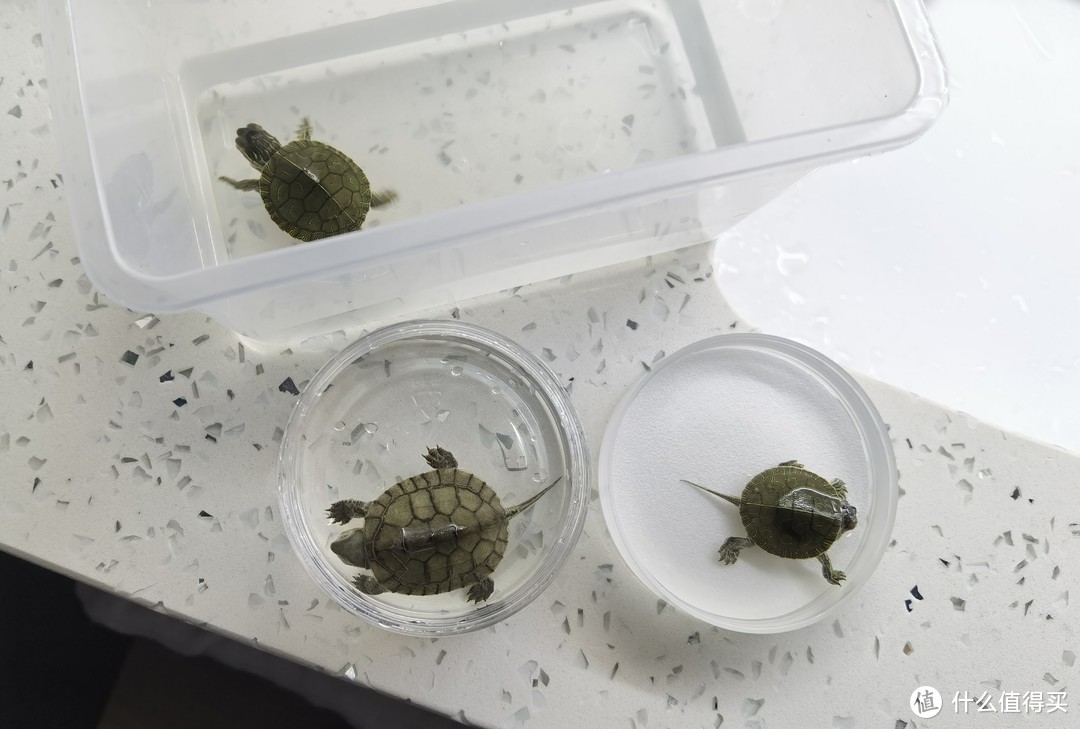 养龟日记：我养了几十种乌龟的这些年