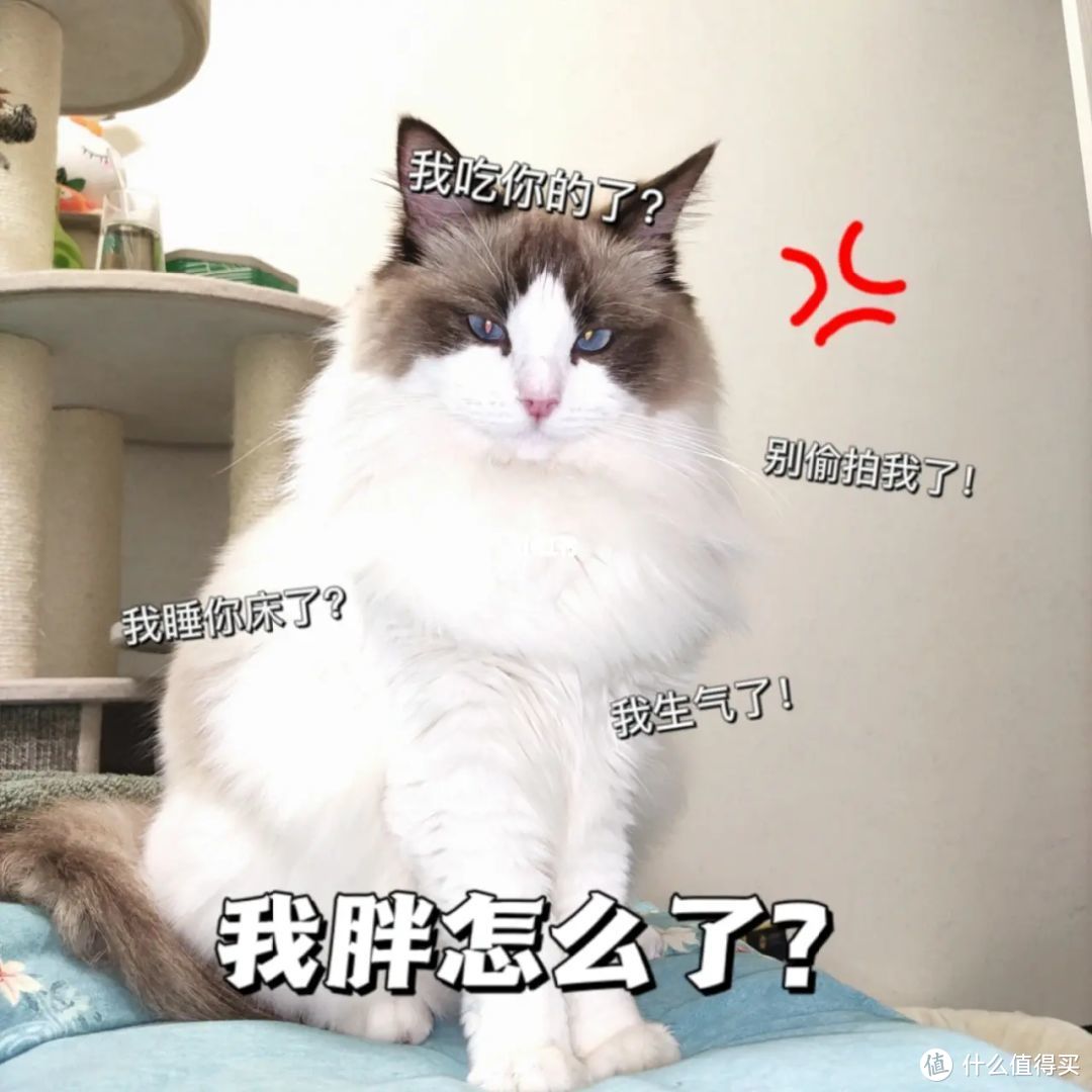 养布偶猫一周，我没有一天是开心和轻松的，还要继续养吗？