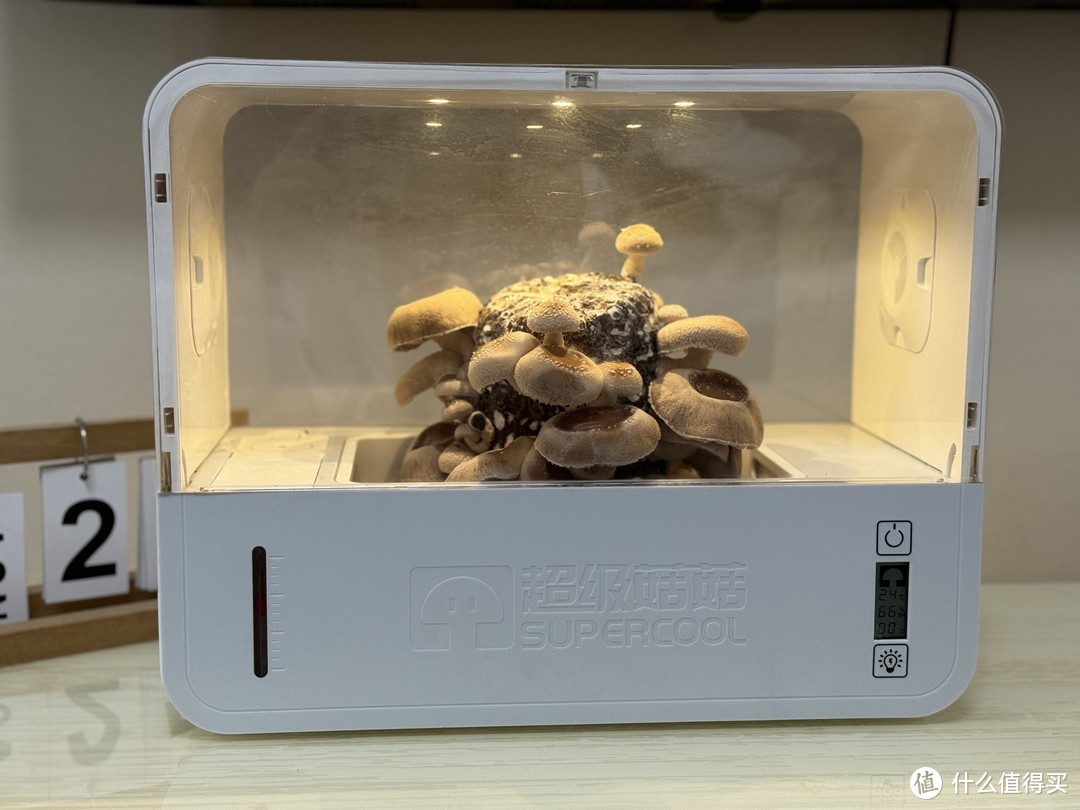 轻松在家种出自己的有机蘑菇,超级菇菇蘑菇生态箱体验!
