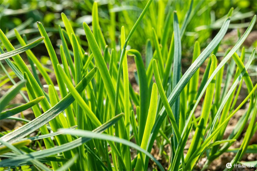 早春第三宝:春韭