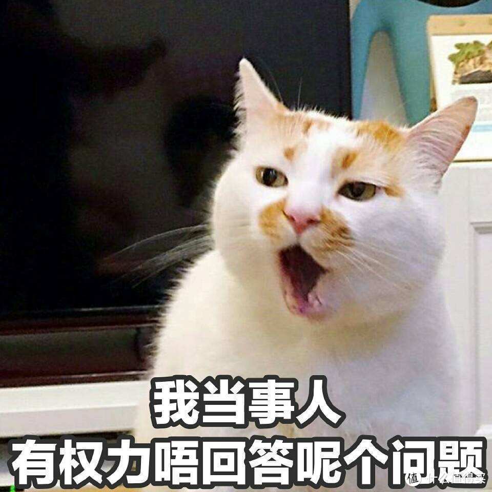 猫对主人的“记忆”有多久？网友：简直不敢相信