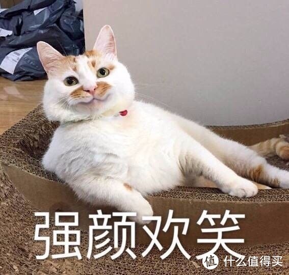 为什么有的猫“离家出走”后，就再也不回来了？原因让人心酸