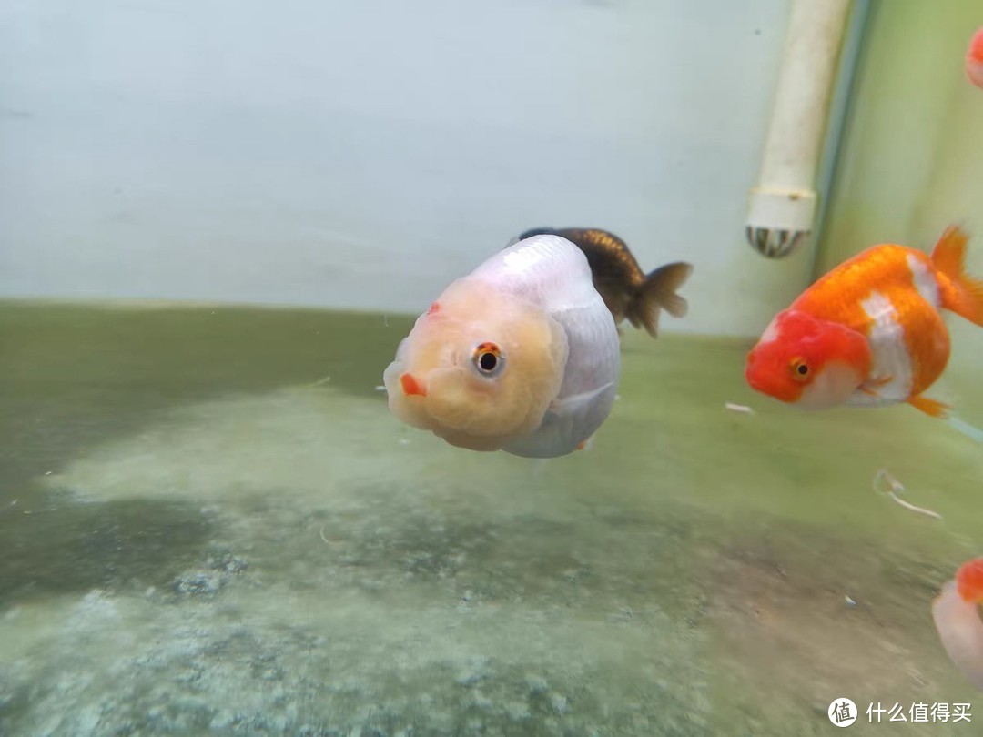 兰寿金鱼以其独特的颜色和优雅的身姿吸引了许多人的眼球