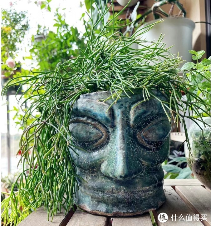 上海一小哥哥，因“怪异盆栽”而走红，网友：有趣的灵魂万里挑一