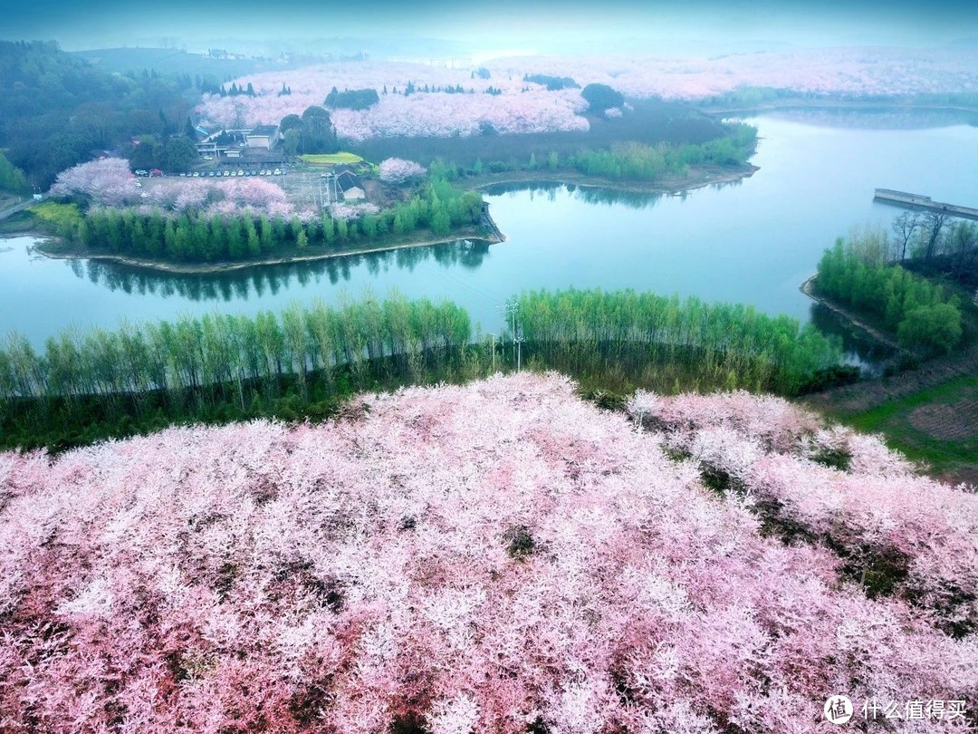 全球最大樱花基地，竟在中国！比日本绝美，高铁20分钟直达，即将花开成海......居然免费！