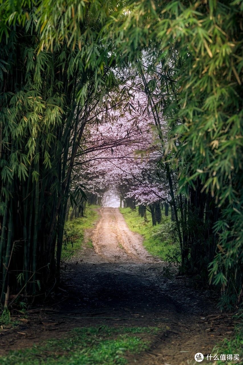 全球最大樱花基地，竟在中国！比日本绝美，高铁20分钟直达，即将花开成海......居然免费！