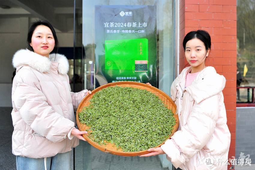 茶芽150元/斤!宜昌早茶抢“鲜”开园