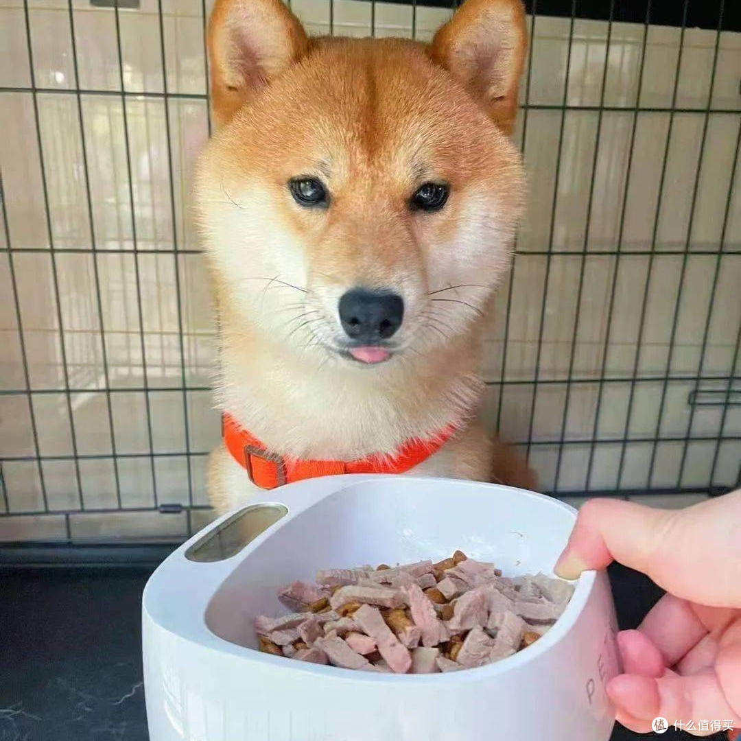 养柴犬前要先了解！别被它可爱的外表欺骗_狗狗_什么值得买