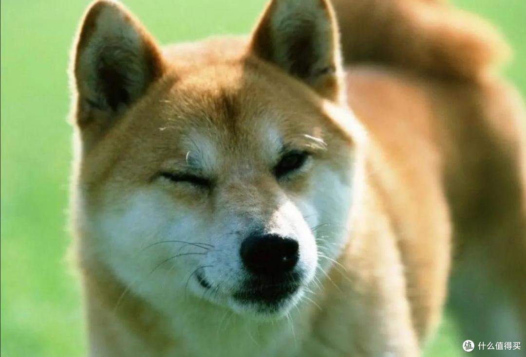 养柴犬前要先了解！别被它可爱的外表欺骗_狗狗_什么值得买