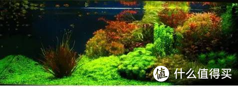 水族箱如何造景：打造篇