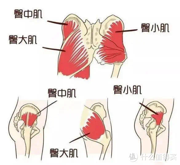 臀部训练：女生为什么要练臀？因为好看啊！13个动作让你迅速拥有迷人的蜜桃臀