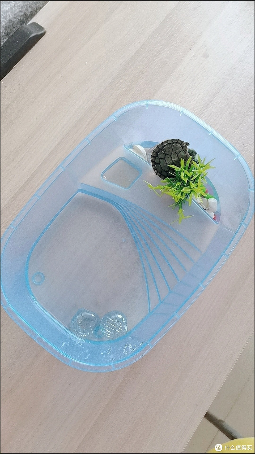 不可思议，这个乌龟缸竟让我的小宠物快乐成长！