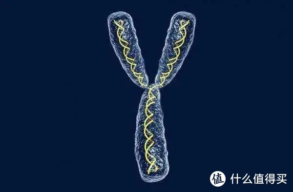 Y染色体会消失吗？