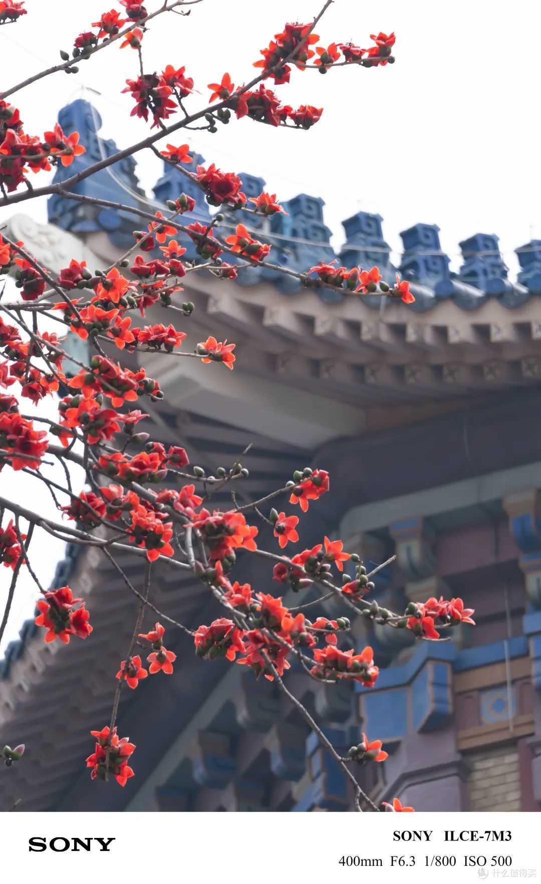 不要一万,不要八千!它可能是这个春天性价比最高的长焦镜头