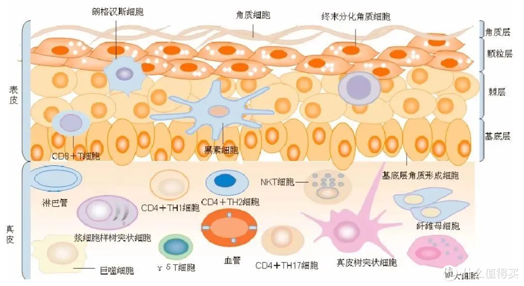 人源Ⅲ型胶原蛋白| 详细介绍、使用方法、注意事项