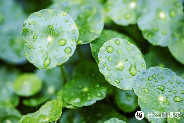 这五种花最爱喝雨水，10天喝1次，叶子绿油油的，盆盆都长得旺！