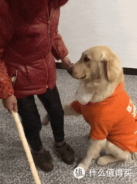 奉劝各位铲屎官即使再生气也不要打狗原因有这几个