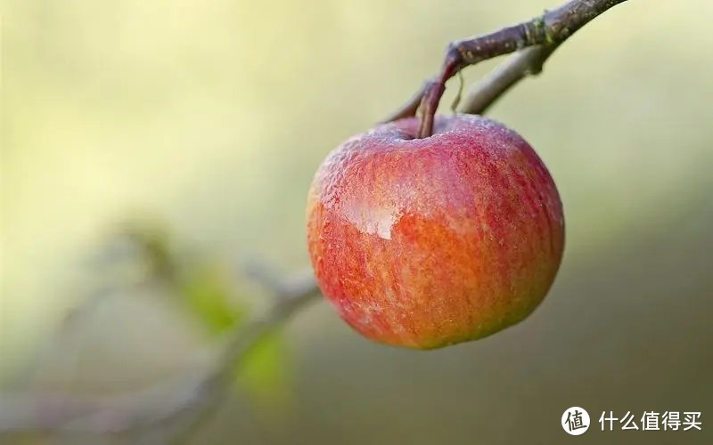 苹果的百变养生吃法----从酸甜醋饮到滋补炖品，探索苹果的多样魅力
