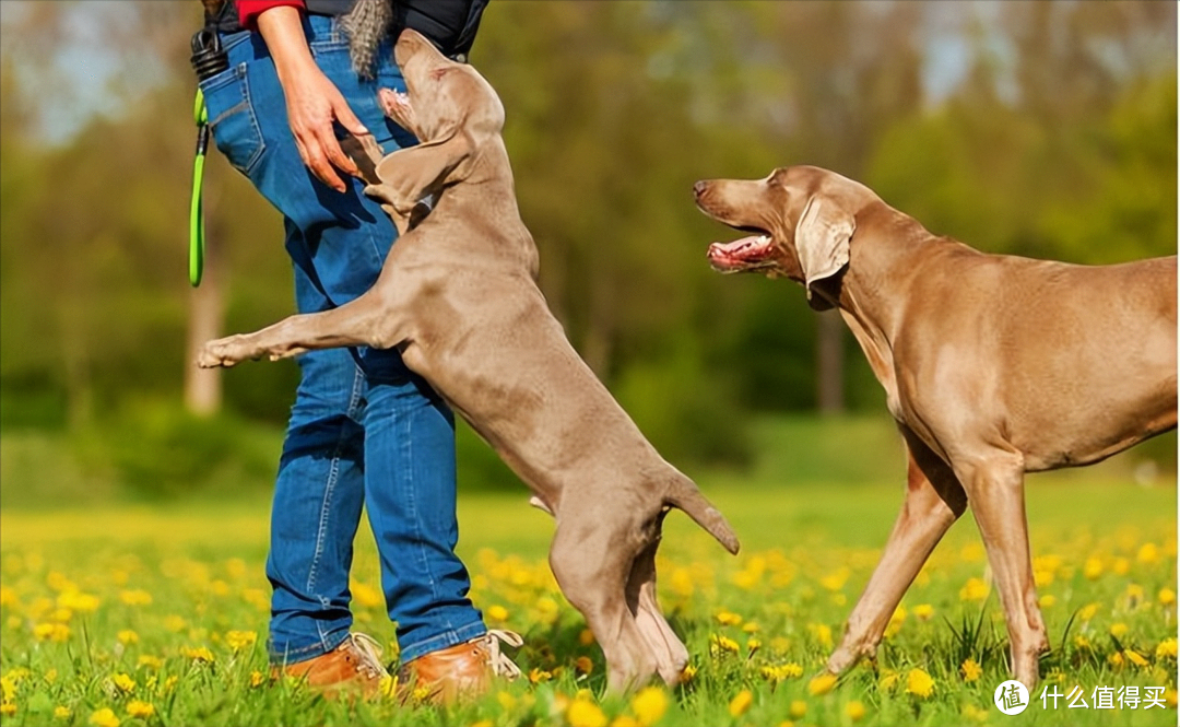 如何纠正狗狗坏习惯？这6种方法帮你解决！