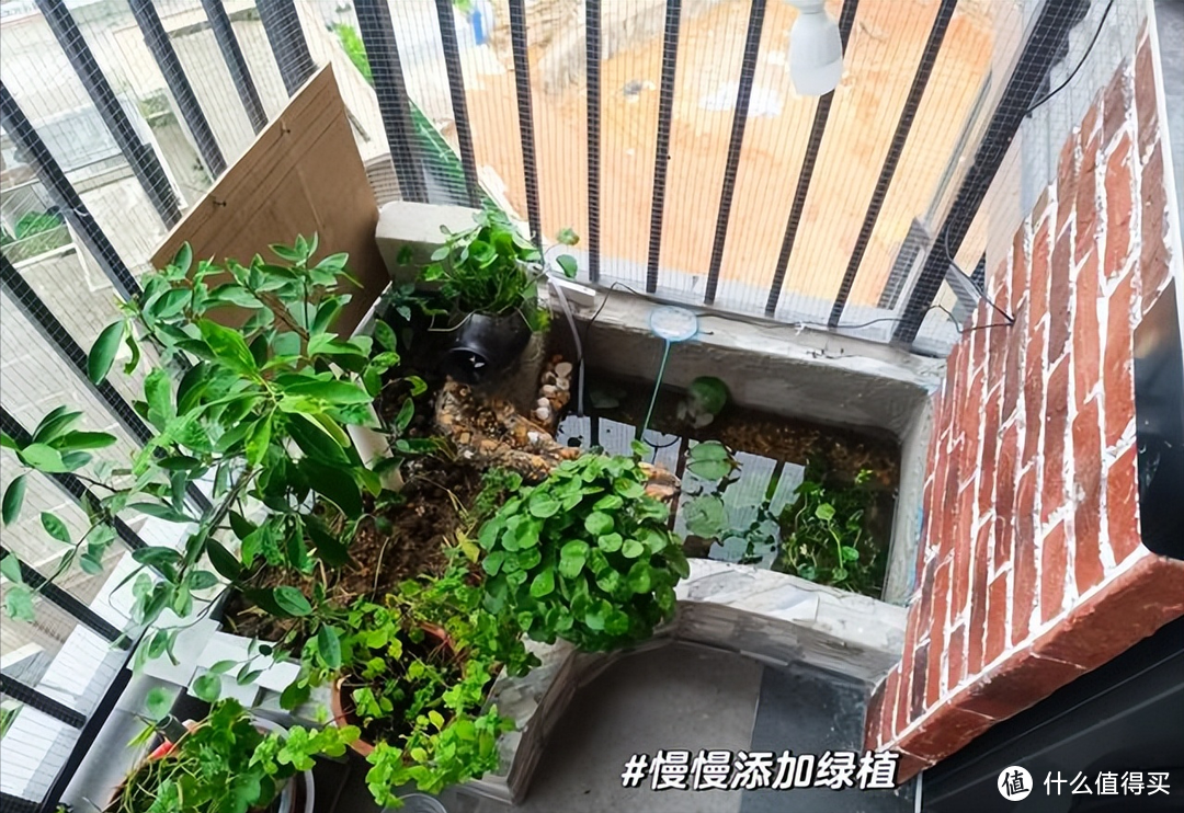四川一39岁太太，因“在阳台挖鱼池”而走红，那叫一个壮观，晒晒