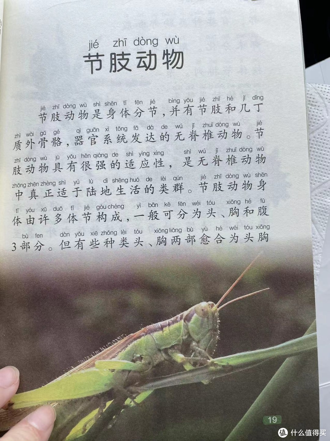 中国孩子的百科全书之节肢动物
