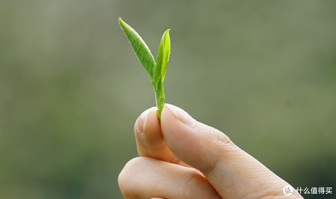 绿茶控必看！二十九款2024年新茶大比拼，哪款才是你的最爱？