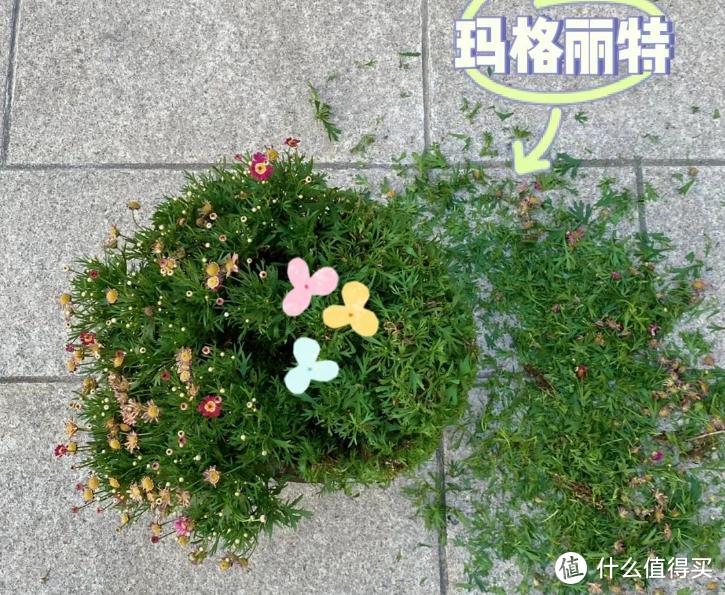 要“春剪”的7种花，剪后秒变开花“小劳模”