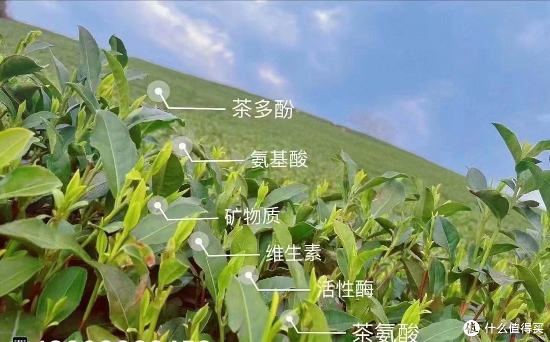 绿茶控必看！二十九款2024年新茶大比拼，哪款才是你的最爱？