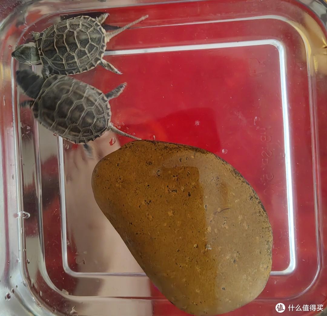 水族达人分享：如何让你的龟儿更健康？