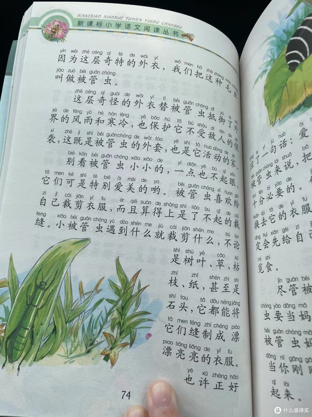 和娃一起读昆虫记之爱美的被管虫