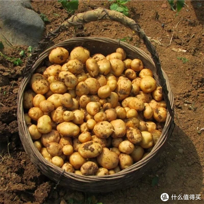 农家小土豆