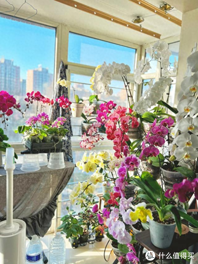 武汉一31岁太太，因“蝴蝶兰客厅”而走红，那叫一个壮观，晒晒