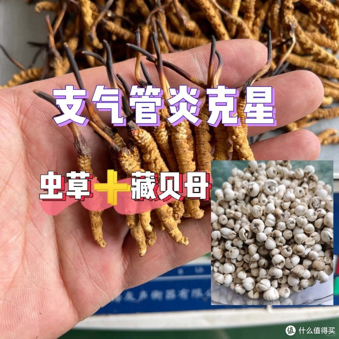 虫草+贝母，支气管炎的克星