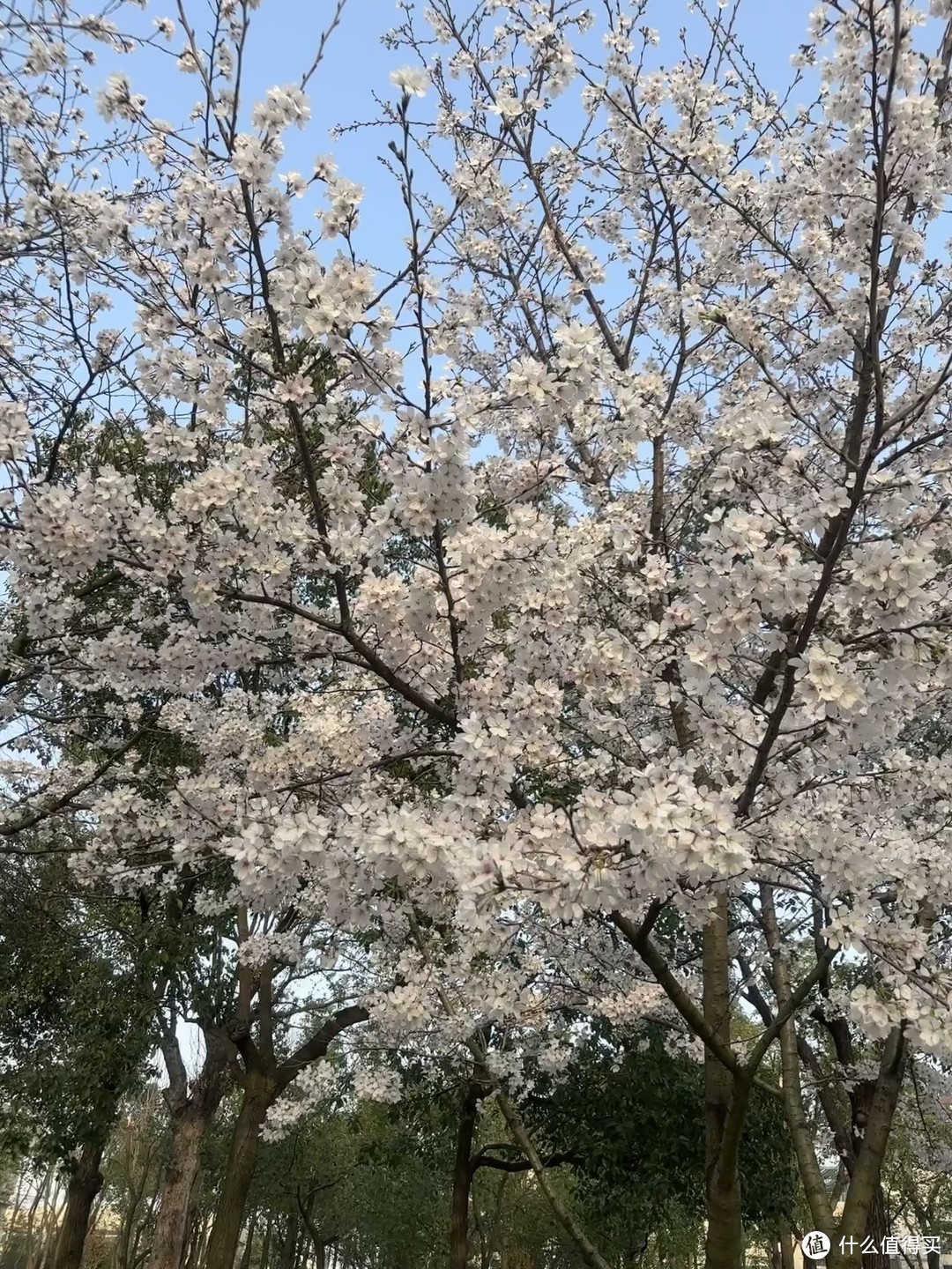 春日漫步：盛开的樱花带来的浪漫与希望！
