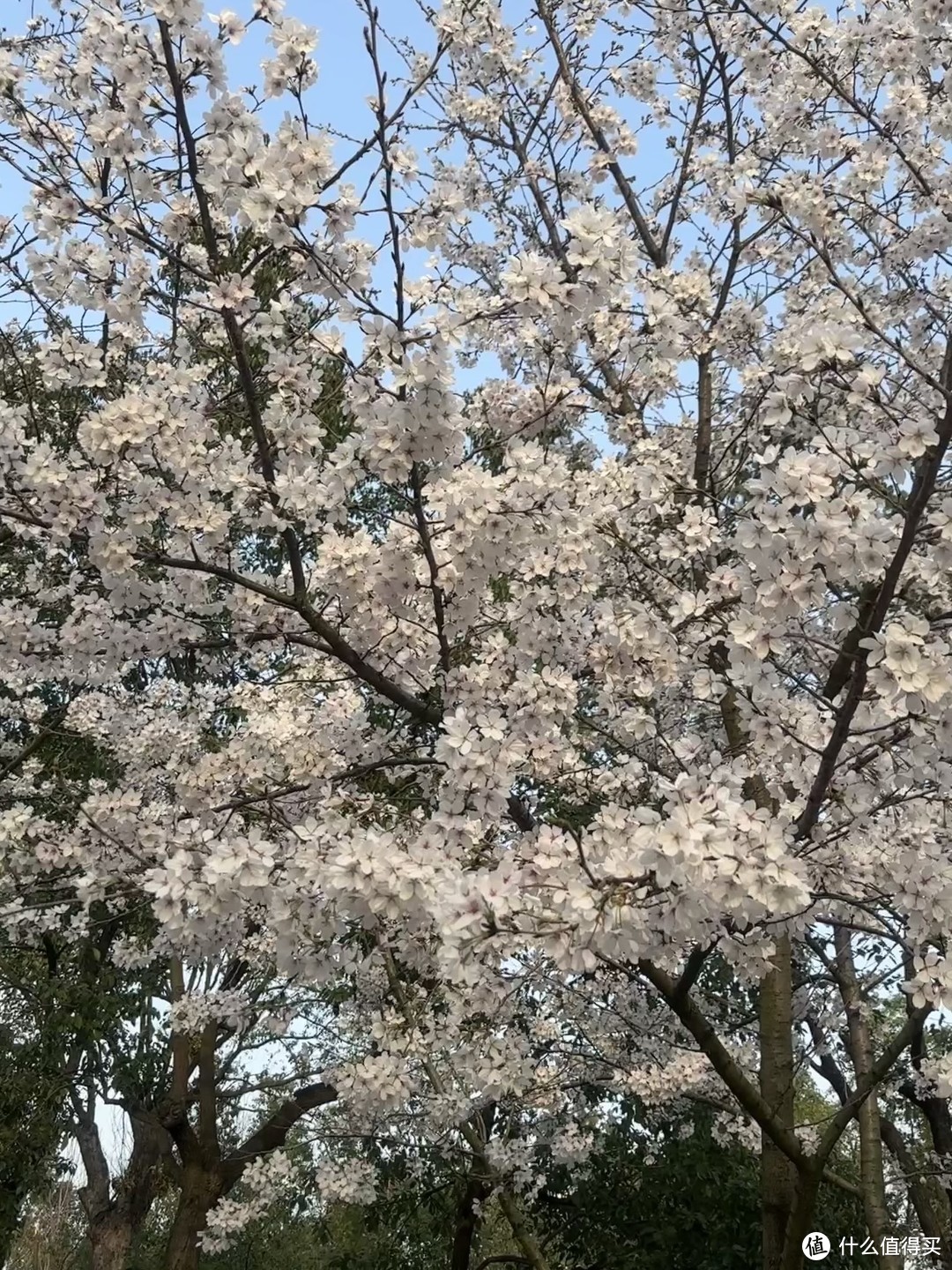 春日漫步：盛开的樱花带来的浪漫与希望！