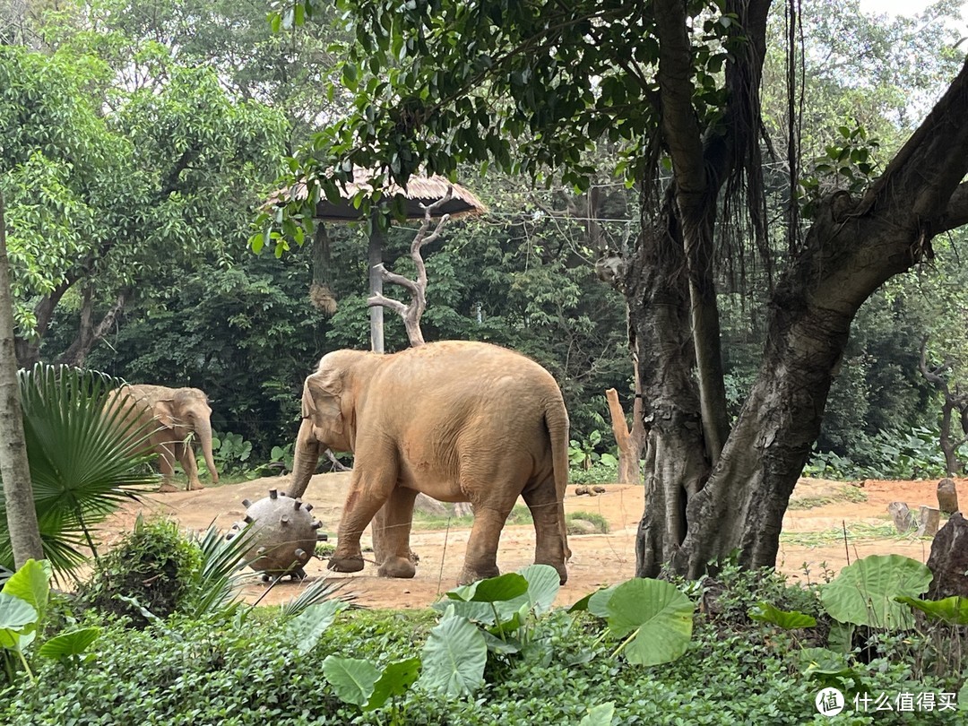 春游广州长隆，我爱国宝🐼