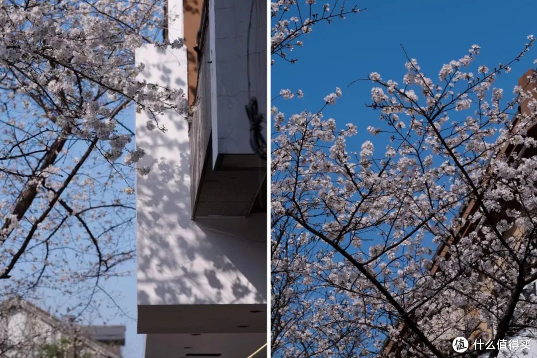 花期仅15天！春天一定要看的杭州樱花王