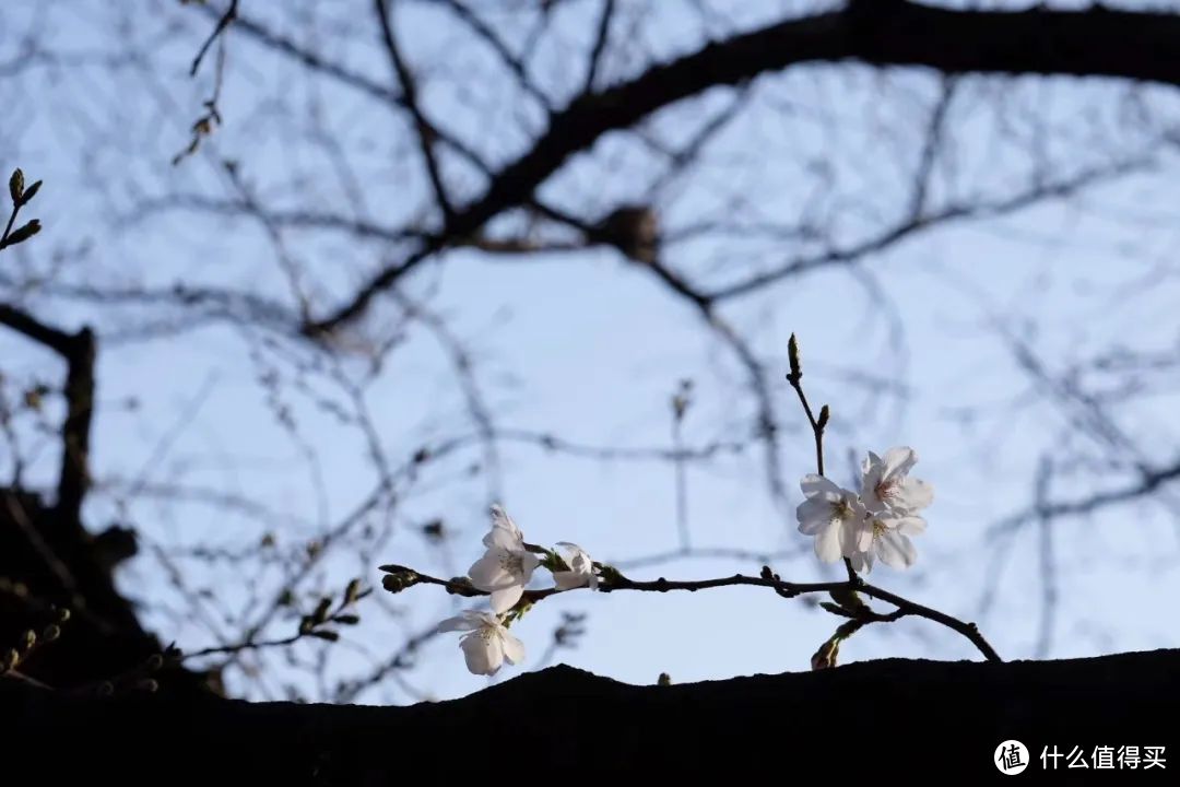 花期仅15天！春天一定要看的杭州樱花王