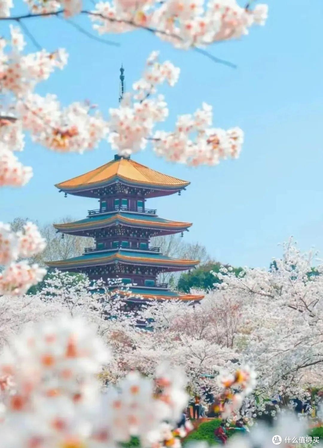 被誉为“中国早餐第一城”，三月樱花开满城，比日本更浪漫